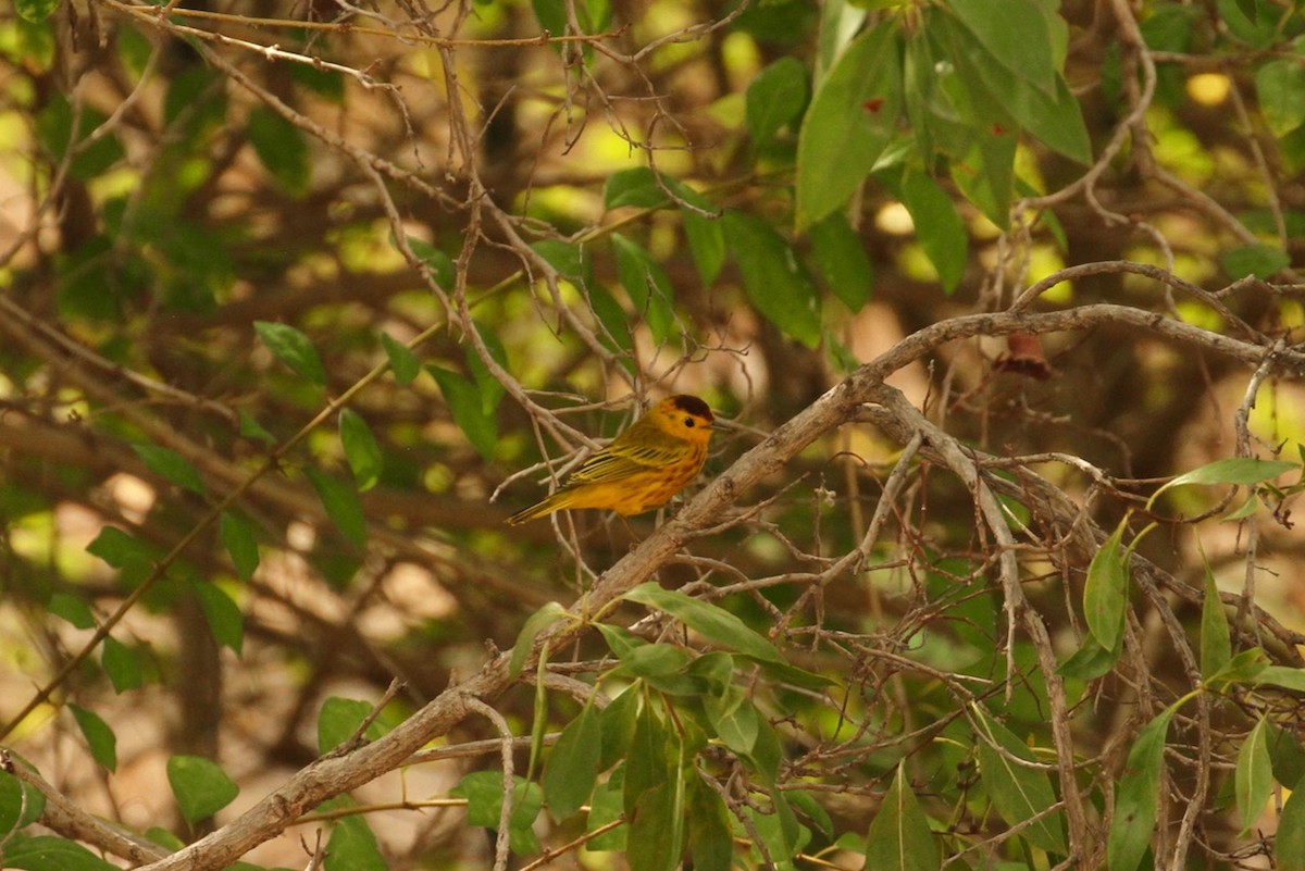 Yellow Warbler - E. Hoffa
