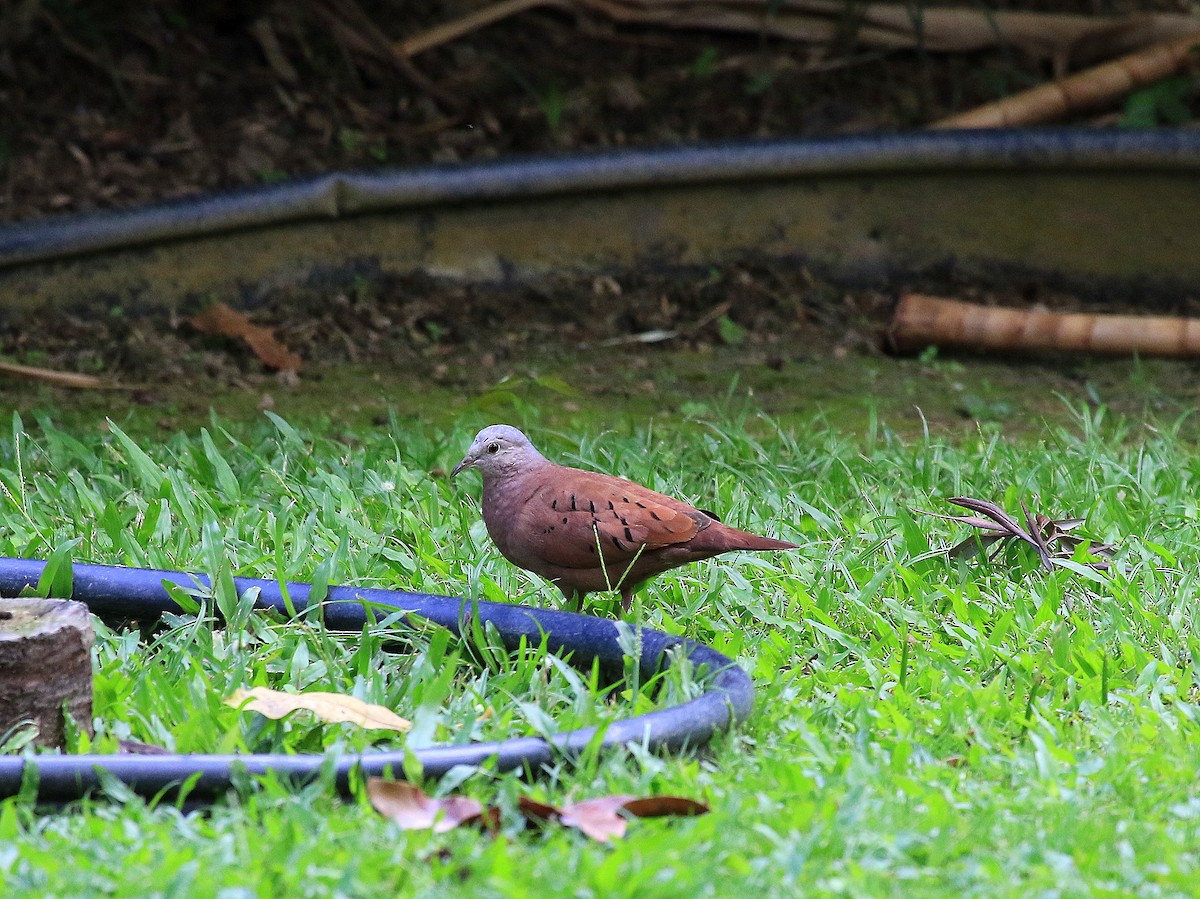 Ruddy Ground Dove - ML617848561