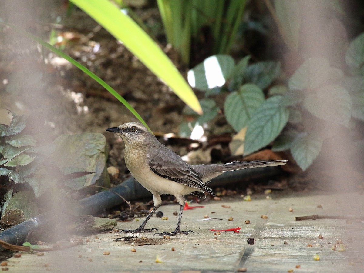 Tropical Mockingbird - ML617848579