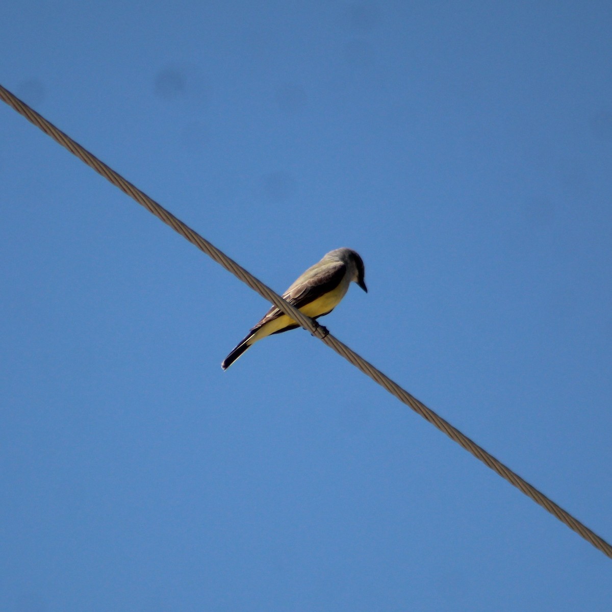 Western Kingbird - ML617848597