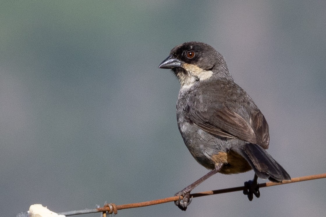 Rusty-bellied Brushfinch - ML617848598