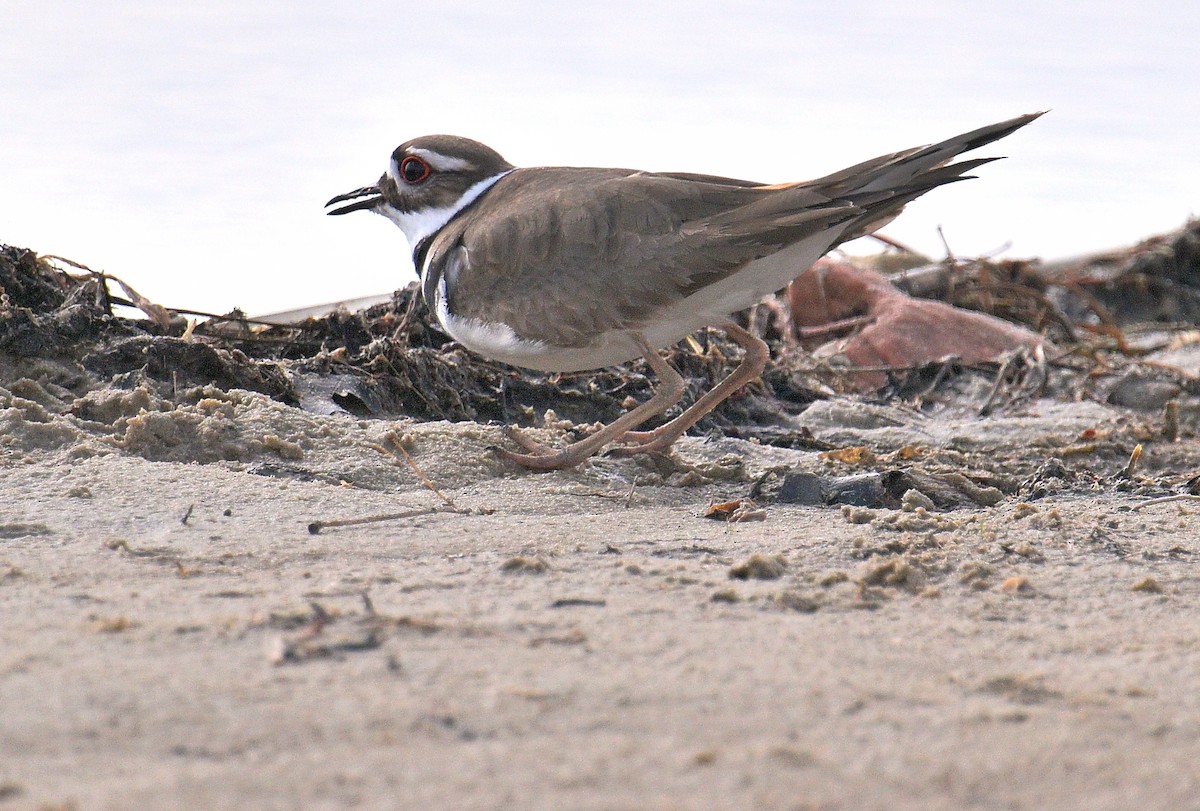 Killdeer - ML617848605