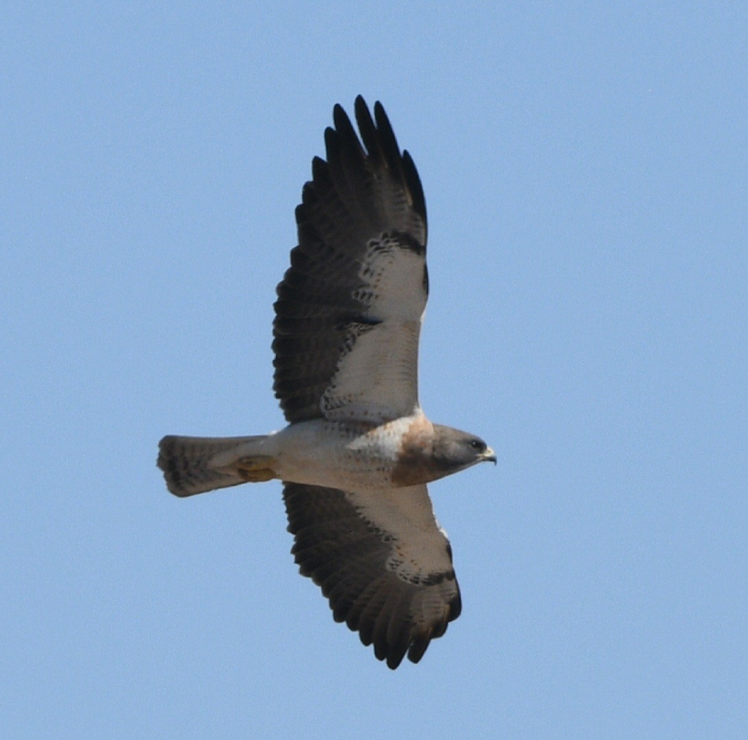 Swainson's Hawk - ML617848611