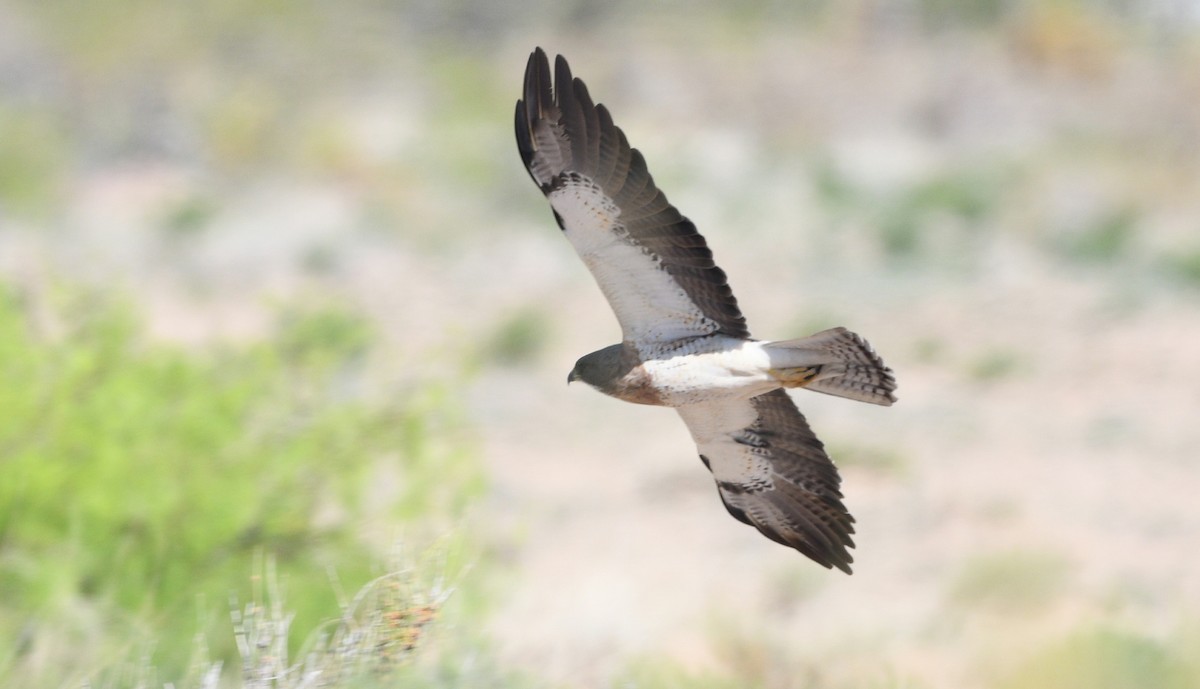 Swainson's Hawk - ML617848612