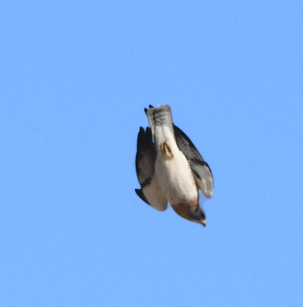 Swainson's Hawk - ML617848613