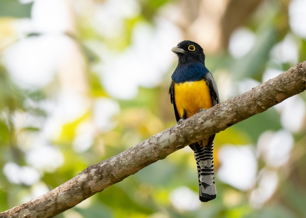 Gartered Trogon - Forest Botial-Jarvis