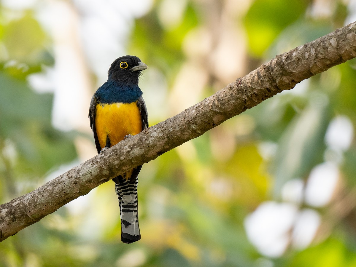 Gartered Trogon - ML617848624