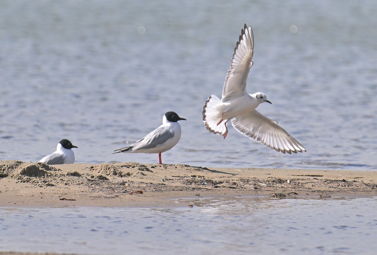 Bonaparte's Gull - ML617848628