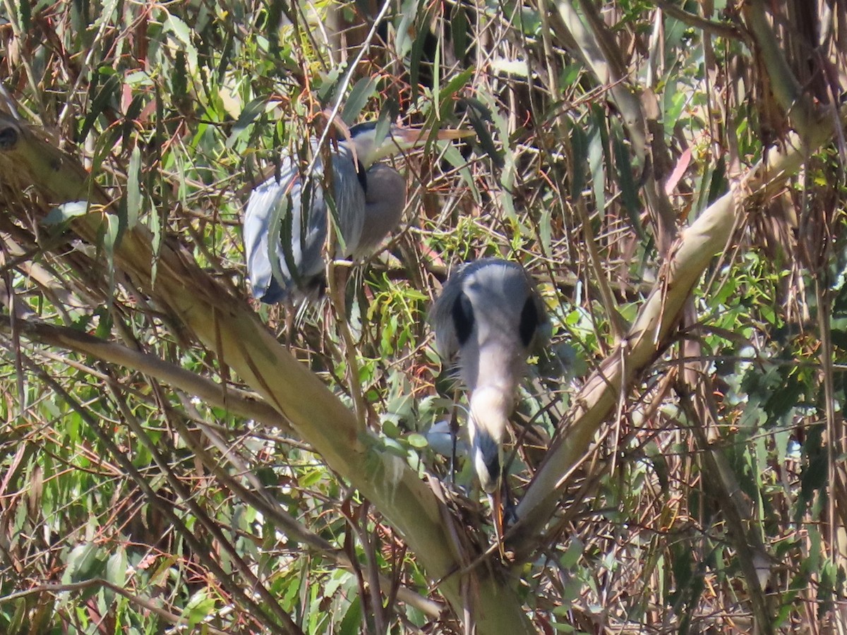 Great Blue Heron - ML617848633