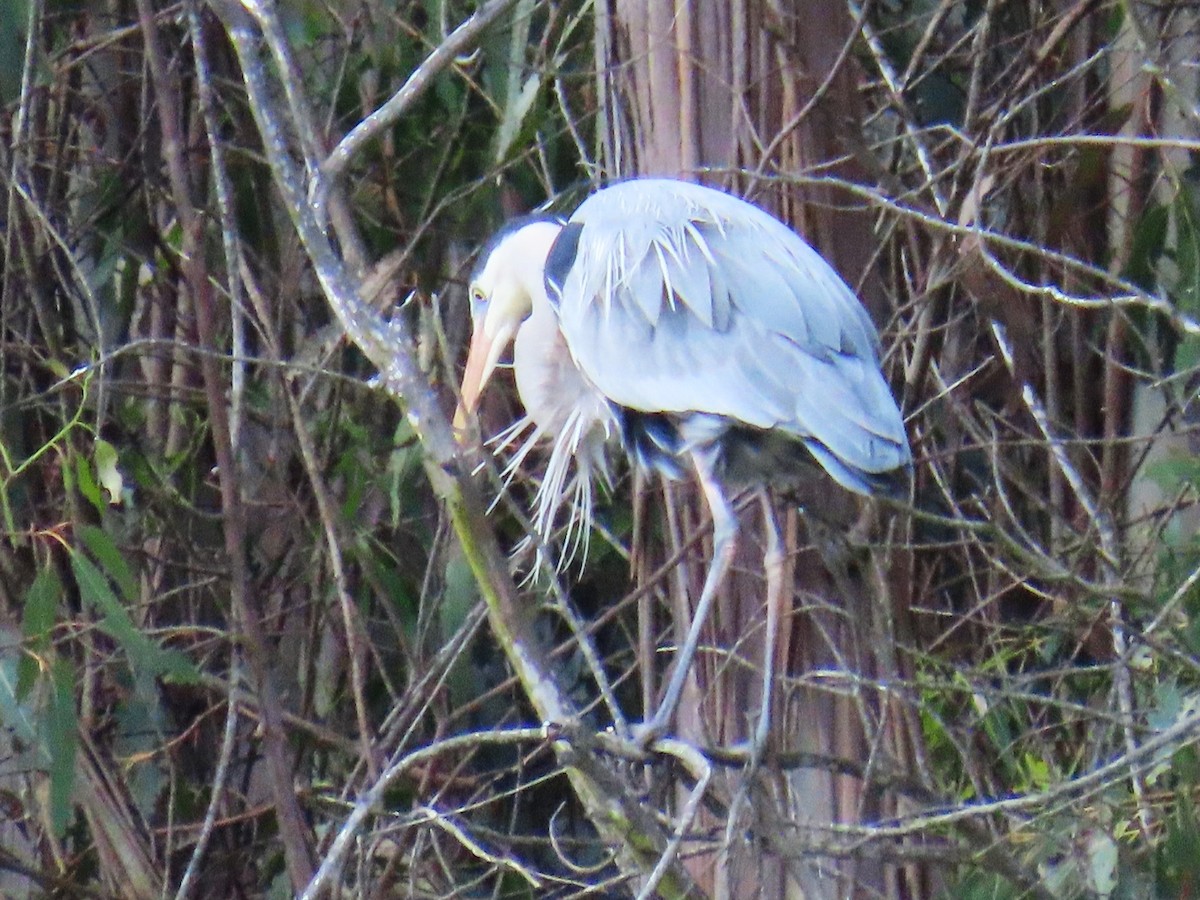 Great Blue Heron - ML617848634