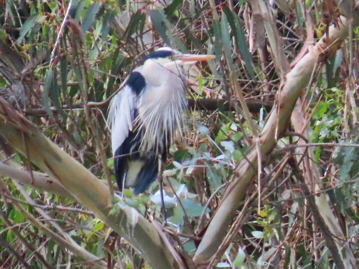 Great Blue Heron - ML617848635