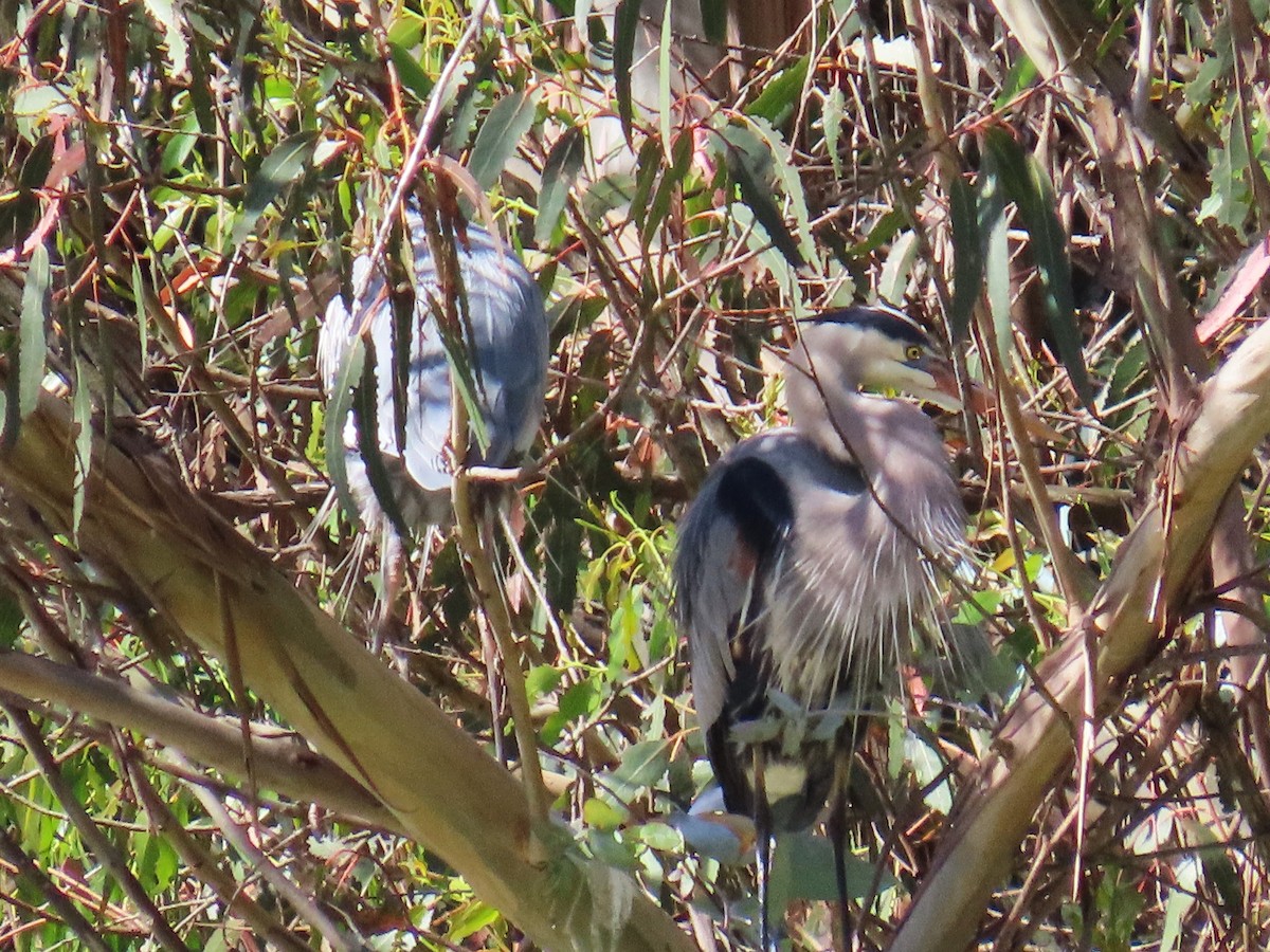 Great Blue Heron - ML617848636