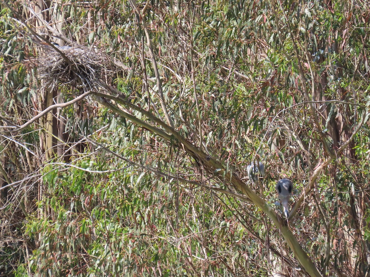 Great Blue Heron - ML617848641