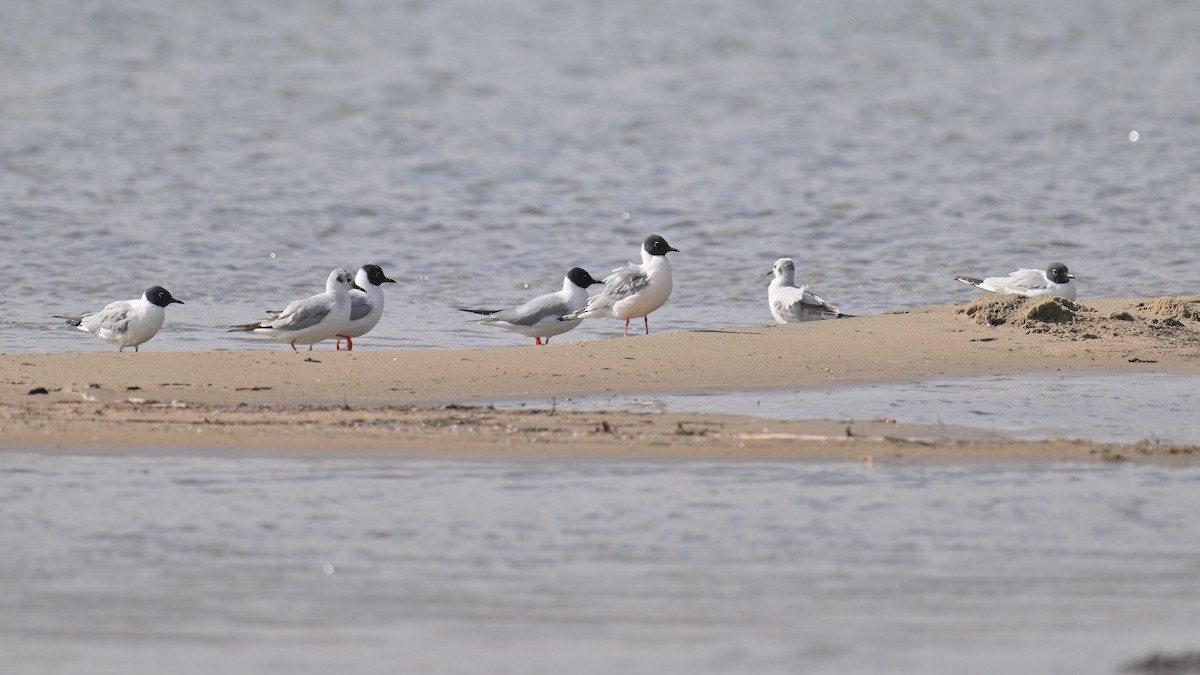 Bonaparte's Gull - ML617848652