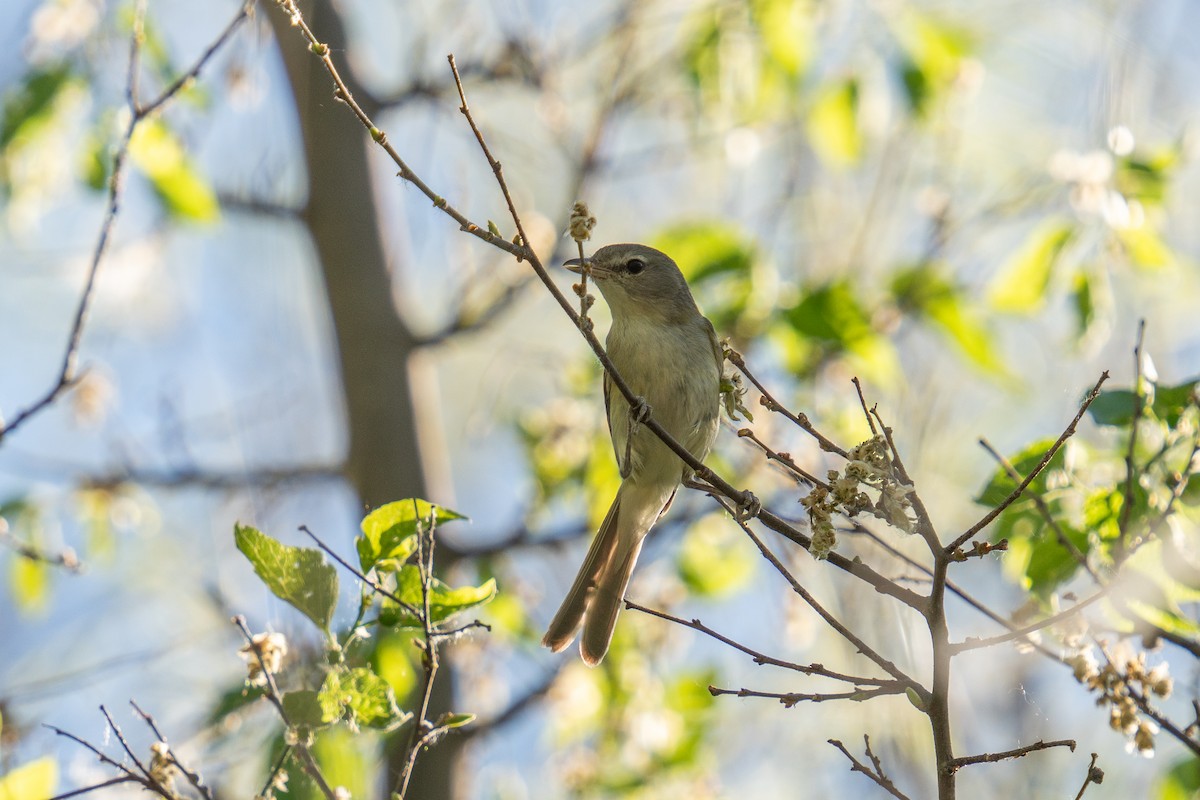 Bell's Vireo - ML617848653