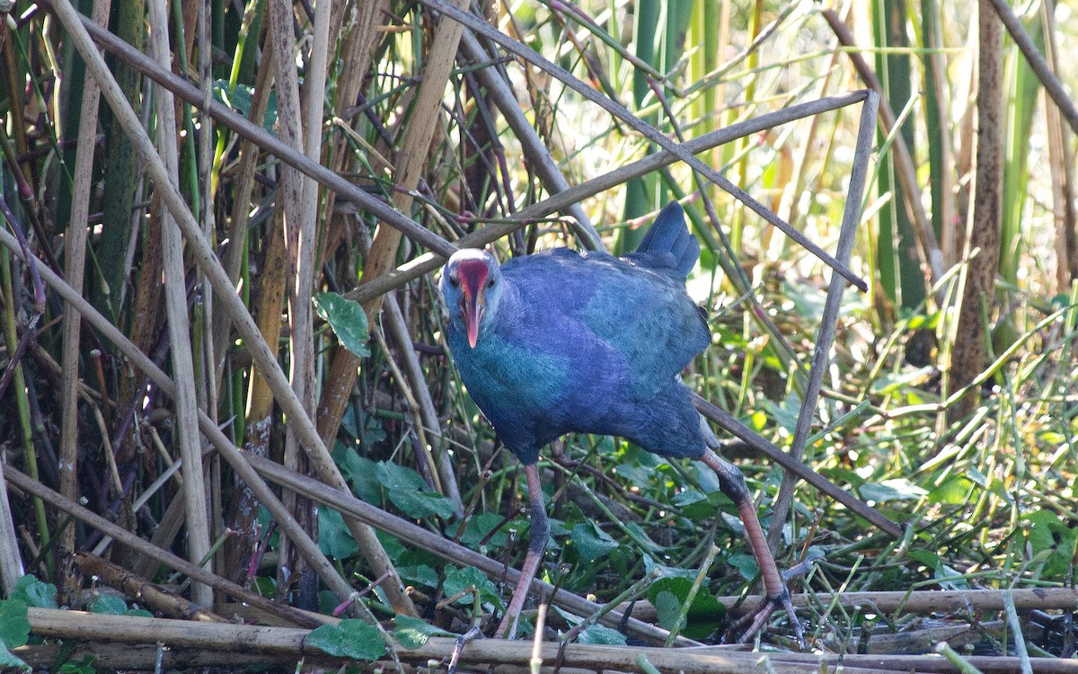 Gray-headed Swamphen - ML617848675