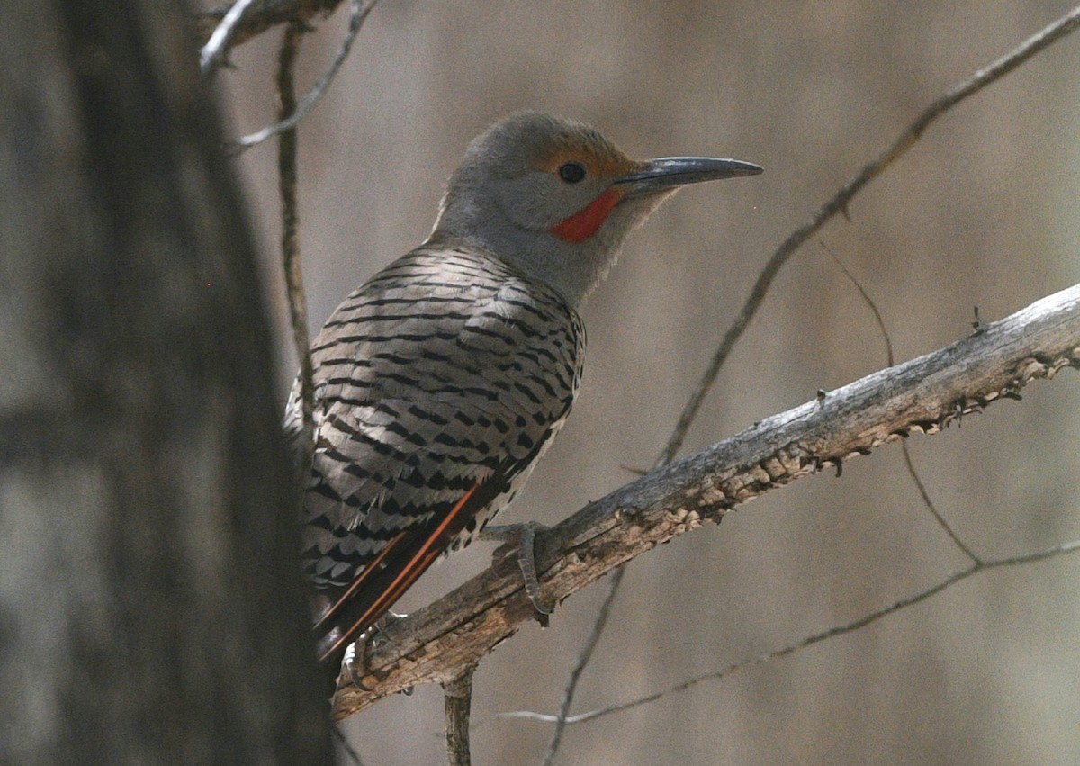 Northern Flicker (Red-shafted) - ML617848727