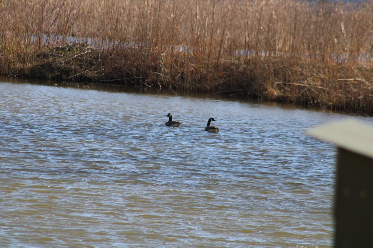 Canada Goose - ML617848746