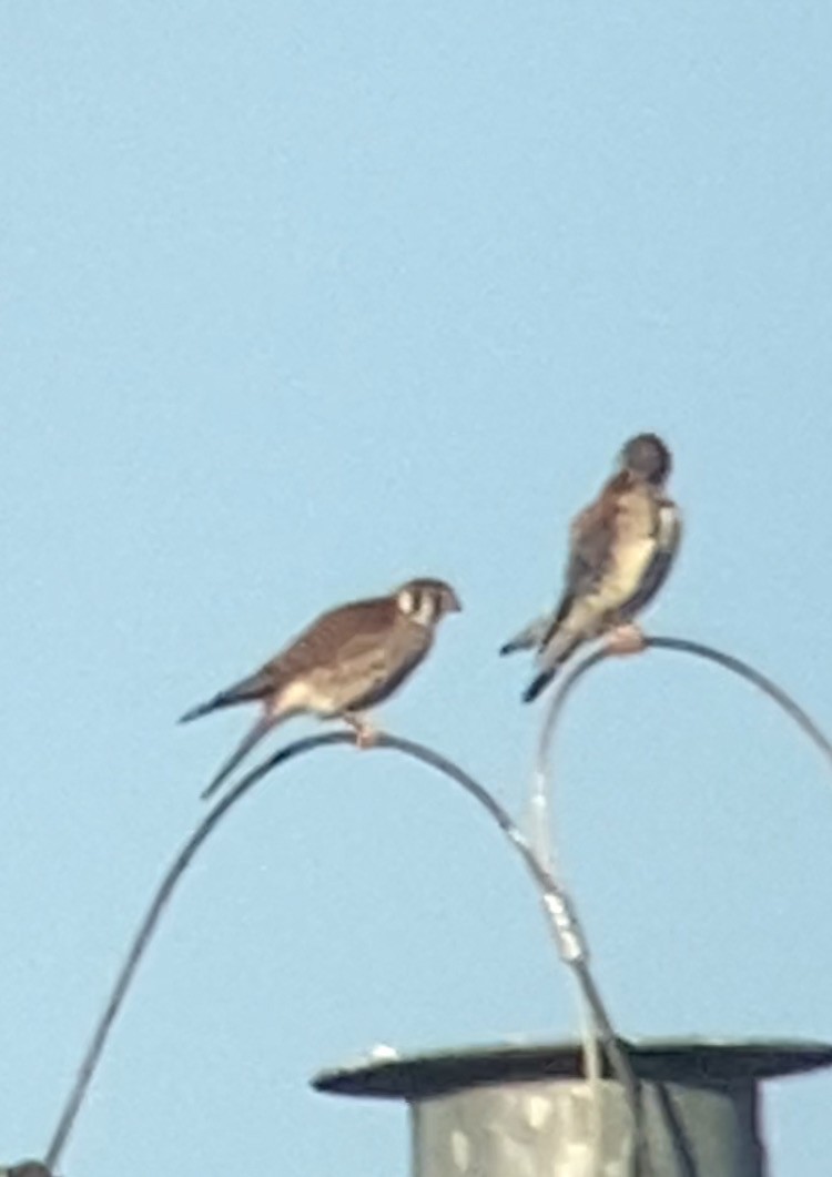 American Kestrel - ML617848748