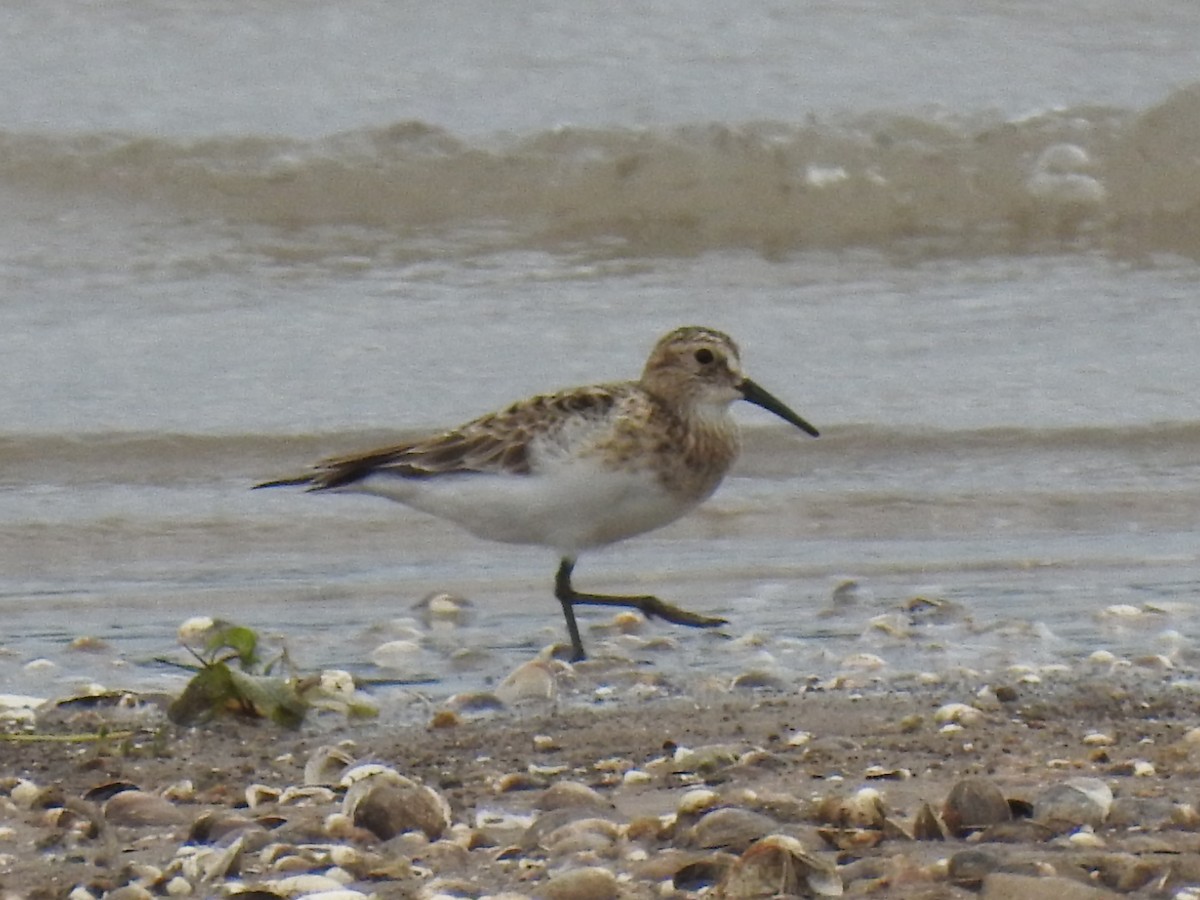 Baird's Sandpiper - ML617848749