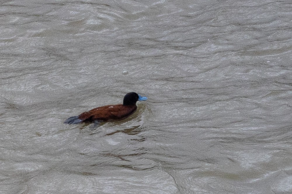 Andean Duck - ML617848774