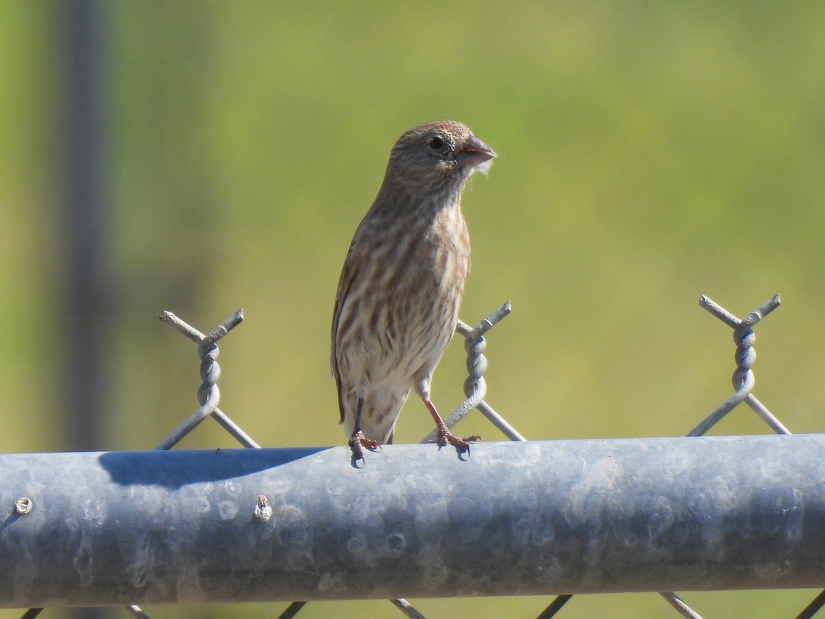 House Finch - ML617848780