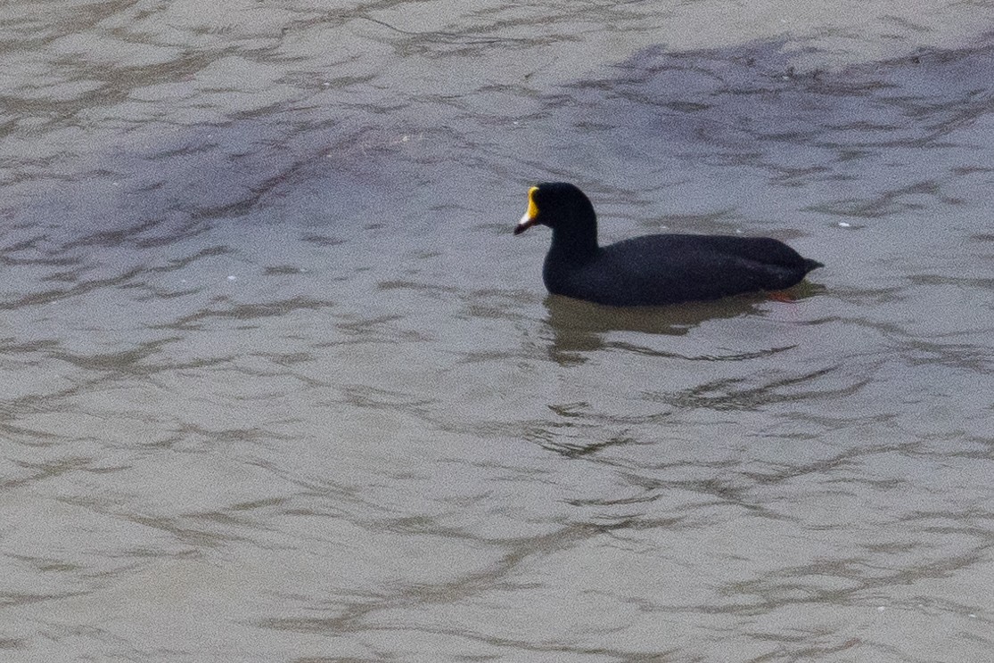 Giant Coot - ML617848783