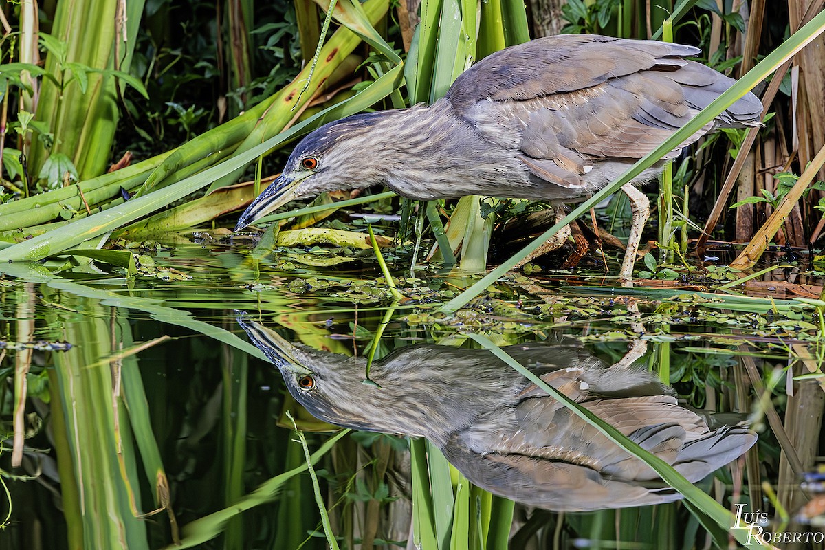 Black-crowned Night Heron - ML617848784