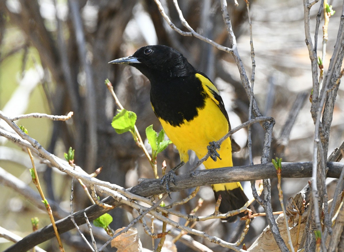 Scott's Oriole - ML617848800