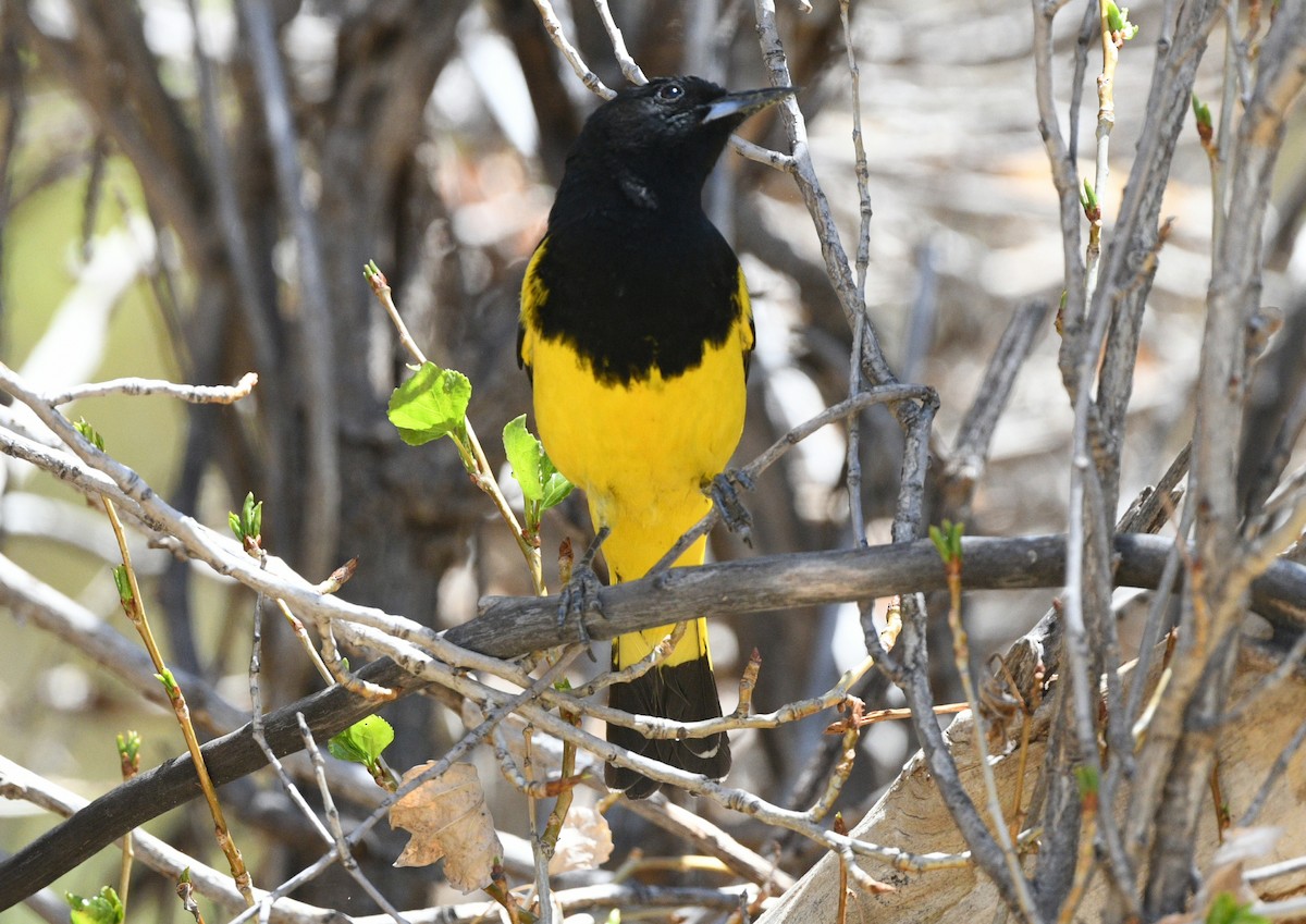 Scott's Oriole - ML617848801