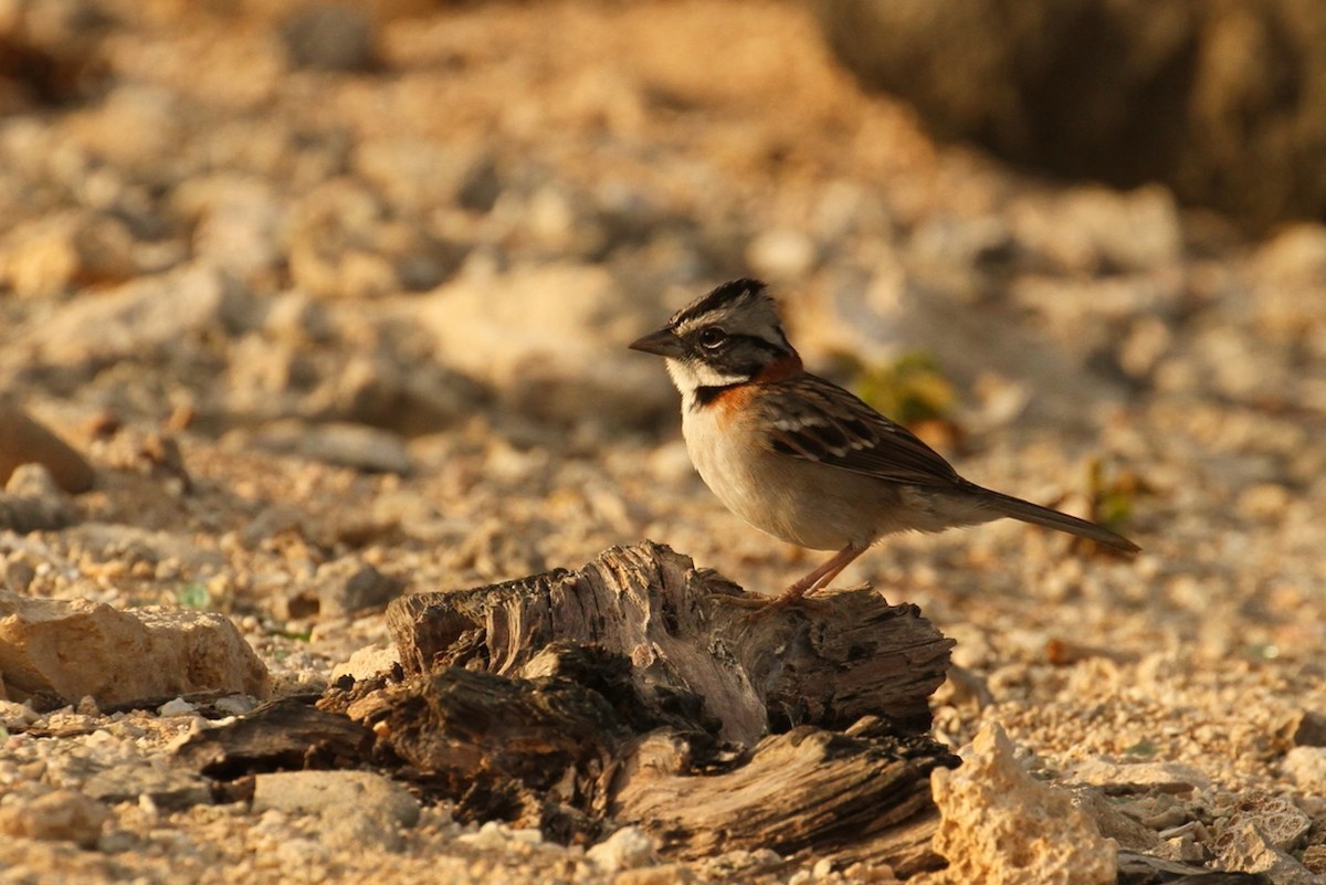 Rufous-collared Sparrow - E. Hoffa