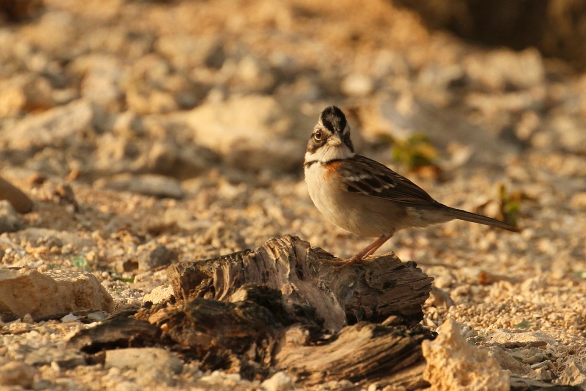 Rufous-collared Sparrow - E. Hoffa