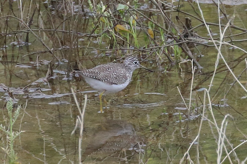 Solitary Sandpiper - ML617848854