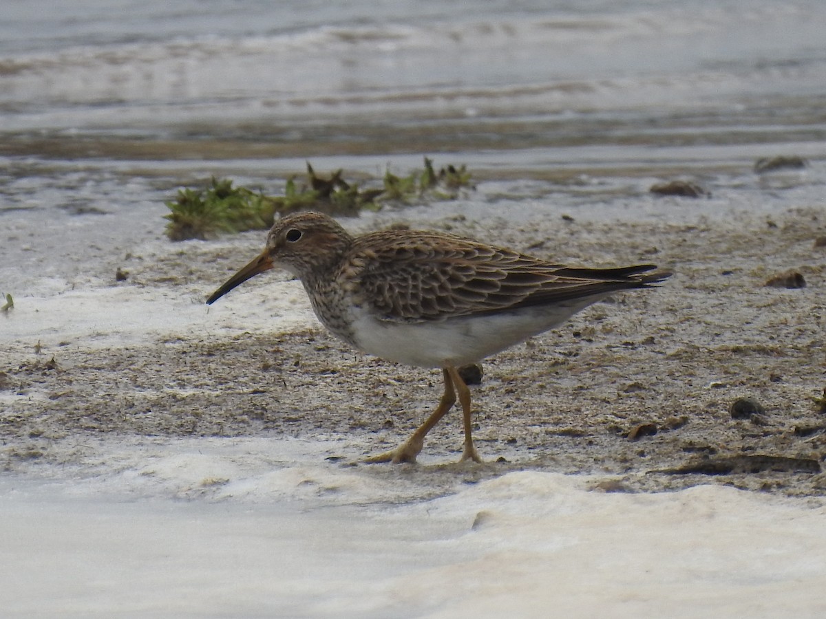 Pectoral Sandpiper - ML617848870