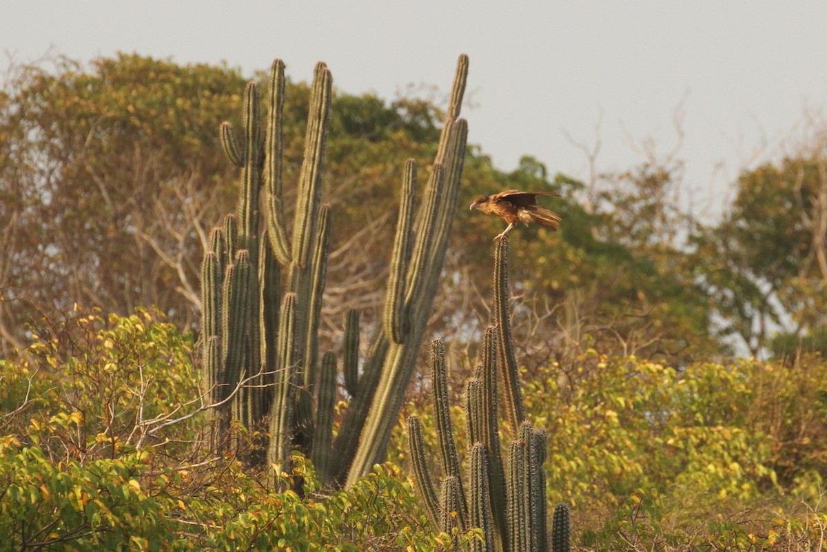 Crested Caracara - ML617848875