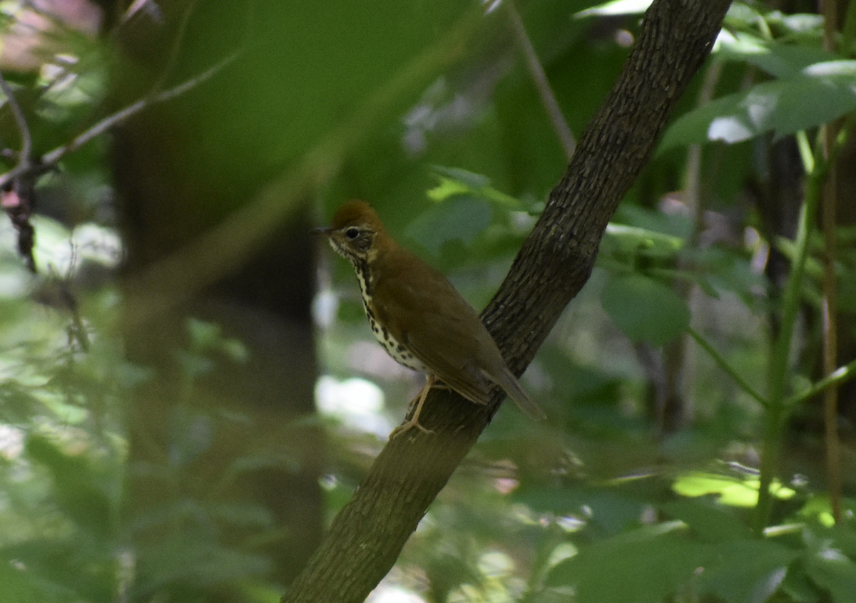 Wood Thrush - Nick Elstrott