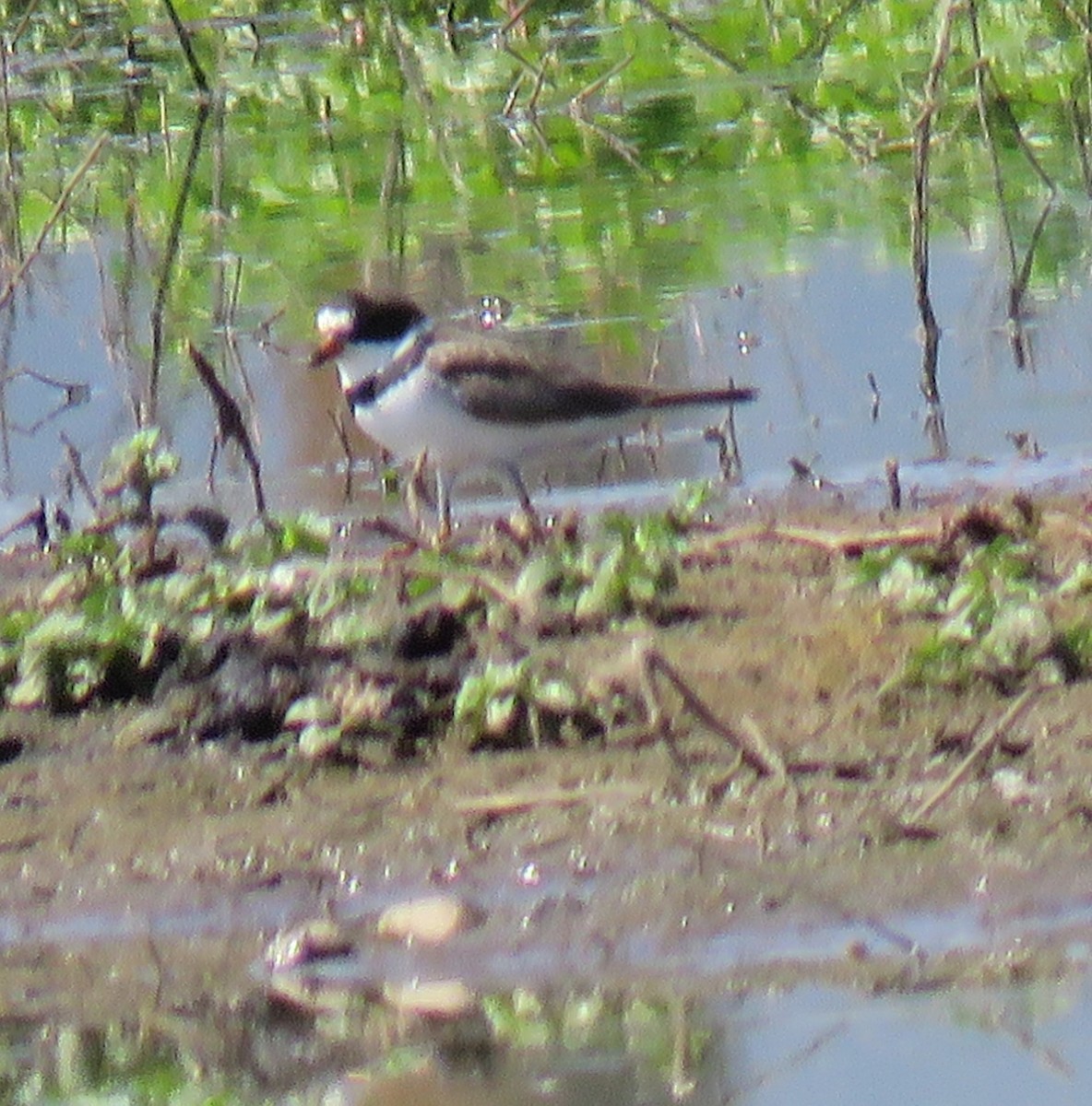 Semipalmated Plover - ML617848892