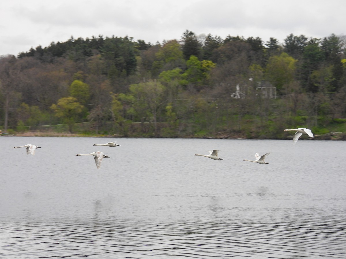 Mute Swan - ML617848901