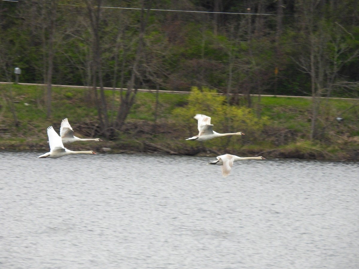 Mute Swan - ML617848902