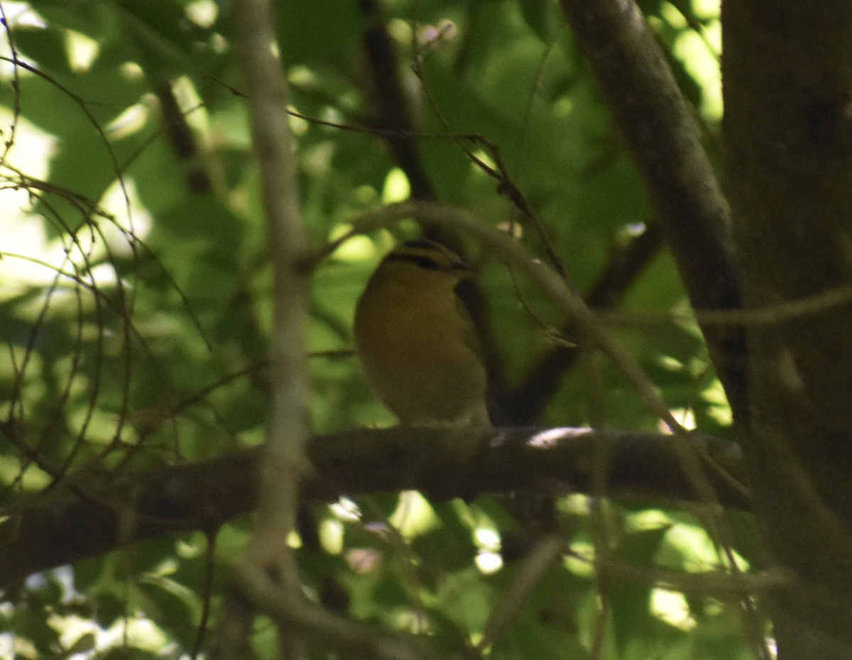 Worm-eating Warbler - Nick Elstrott