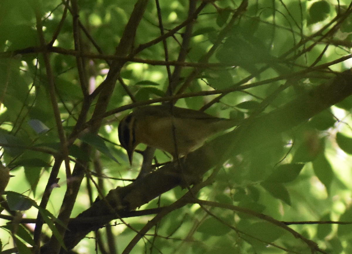 Worm-eating Warbler - Nick Elstrott