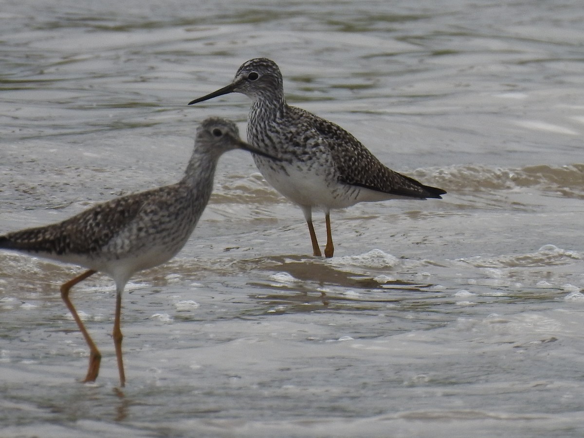 Greater Yellowlegs - ML617848939