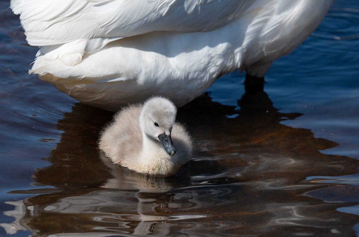 Mute Swan - ML617848953