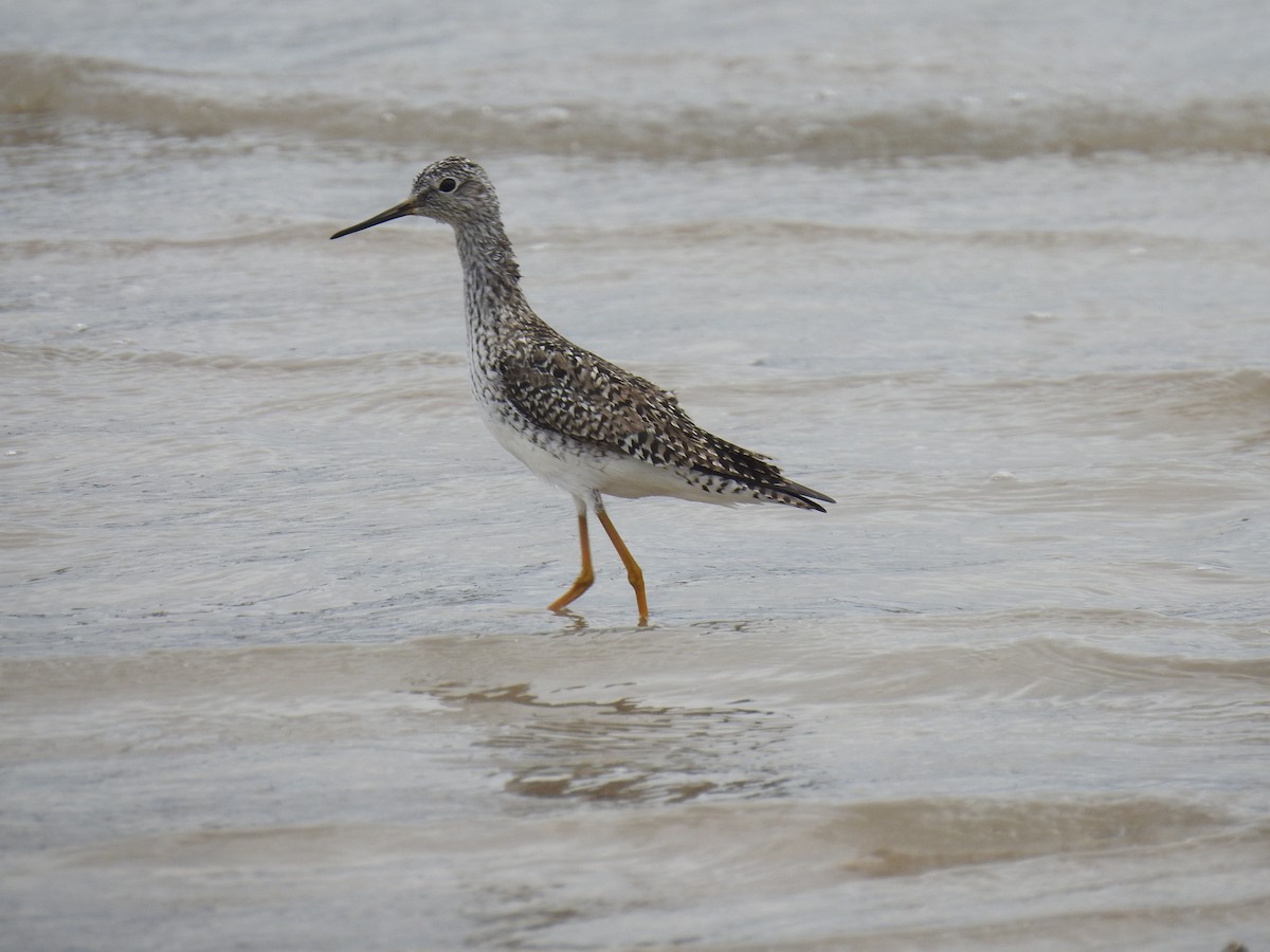 Lesser Yellowlegs - ML617848990