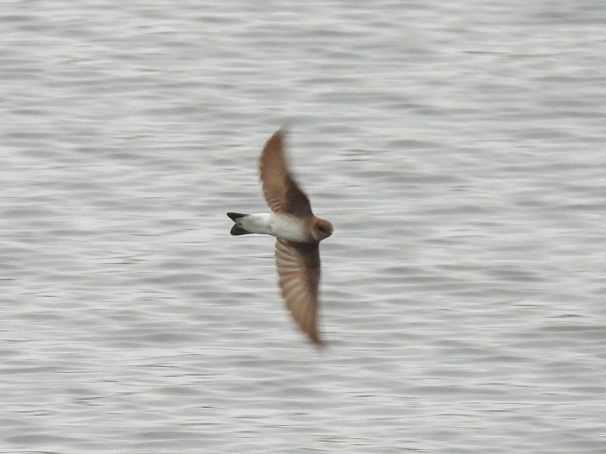 Northern Rough-winged Swallow - ML617849001