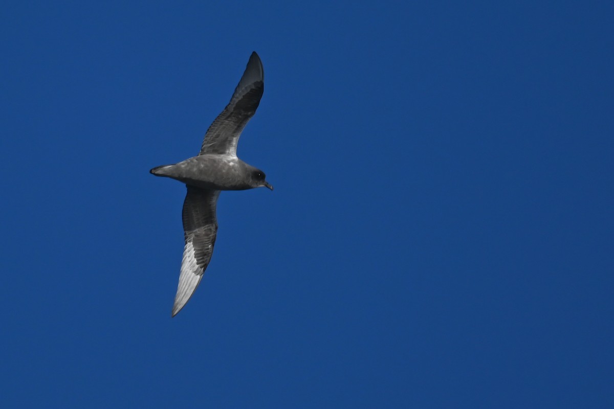 Kerguelen Petrel - ML617849025