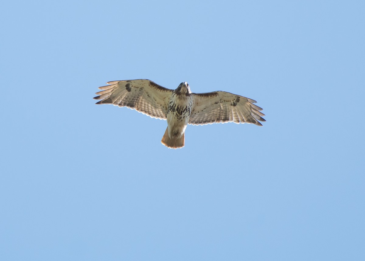 Red-tailed Hawk (borealis) - ML617849028