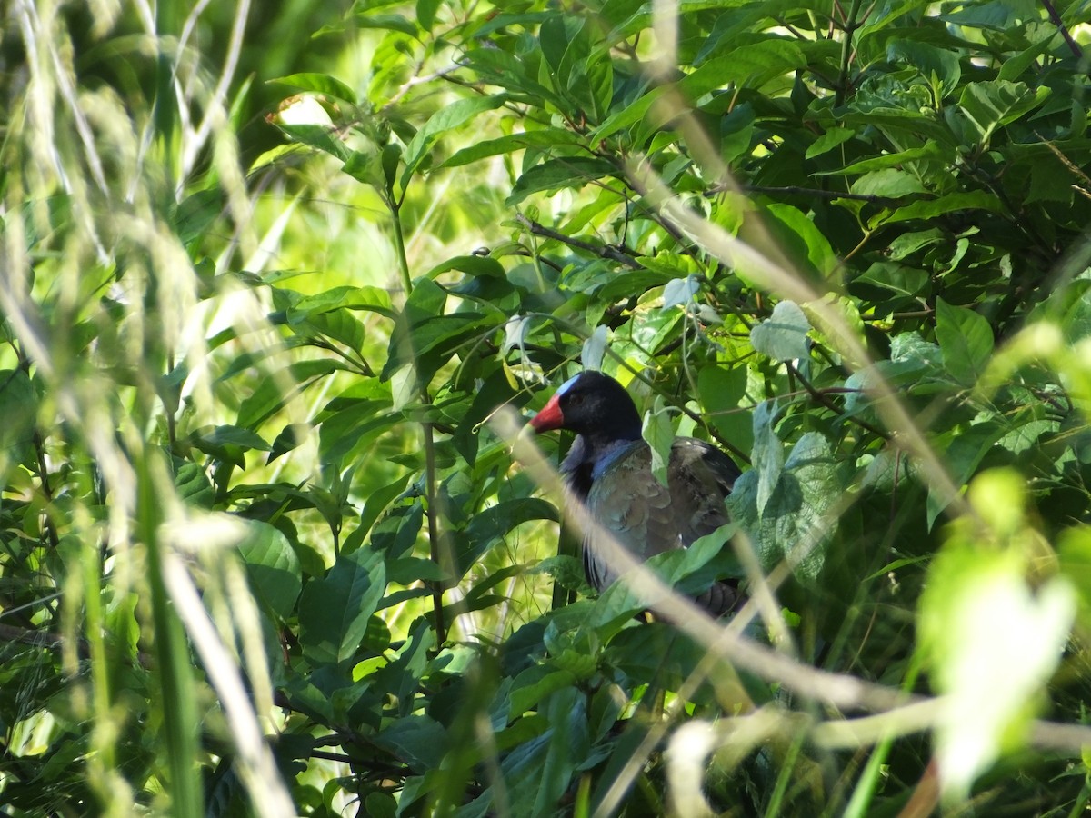 Purple Gallinule - ML617849037