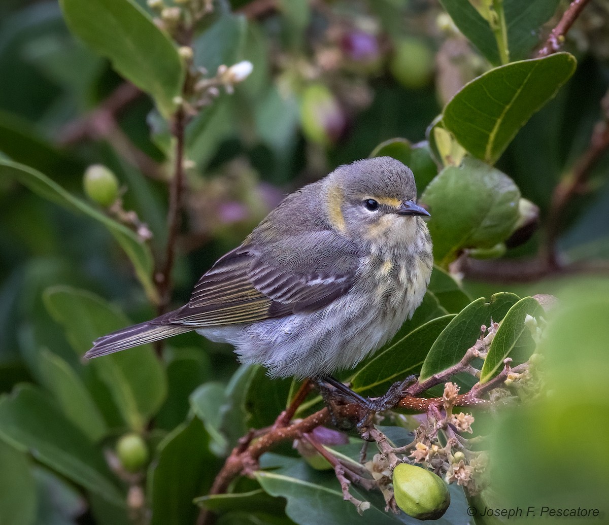 Cape May Warbler - ML617849053