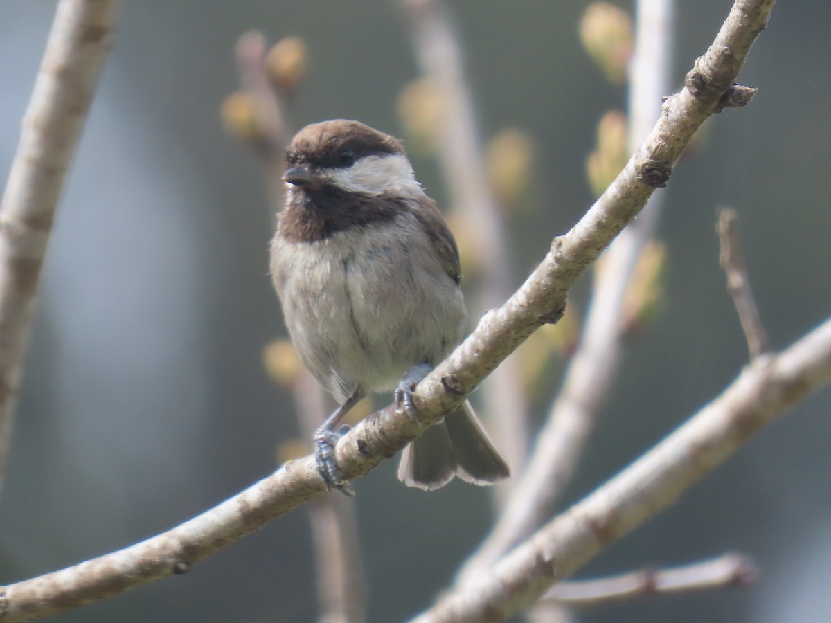 Mésange à dos marron - ML617849079